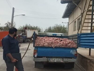 ۱۶۰۰ کیلوگرم آلایش غیرمجاز طیور در شهریار معدوم‌سازی شد