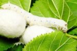 «رضی آباد پایین» روستای پایلوت برای تولید پیله کرم ابریشم است